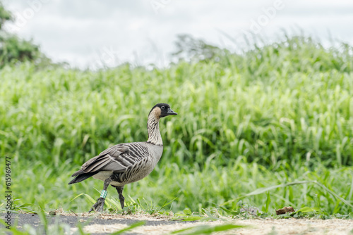The nene (Branta sandvicensis), also known as the nēnē or the Hawaiian goose, is a species of bird endemic to the Hawaiian Islands.   Ninole Loop Rd, Pahala, Big island, Hawaii