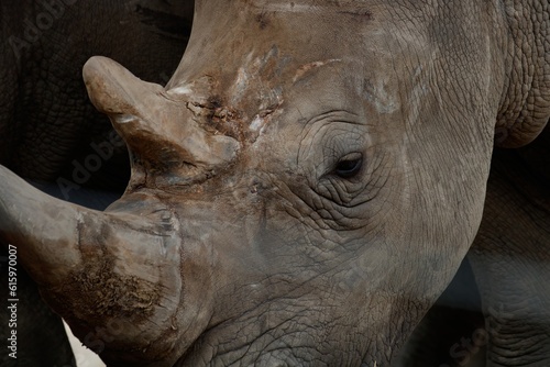 rhino close up
