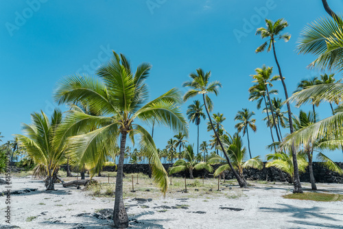 Fototapeta Naklejka Na Ścianę i Meble -  The coconut tree (Cocos nucifera) is a member of the palm tree family (Arecaceae) and the only living species of the genus Cocos. Big island, Pu'uhonua O Honaunau National Historical Park. 