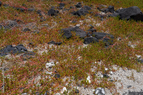 Sesuvium portulacastrum is a sprawling perennial herb in the family Aizoaceae that grows in coastal and mangrove areas. Big island  Pu uhonua O Honaunau National Historical Park. shoreline purslane 