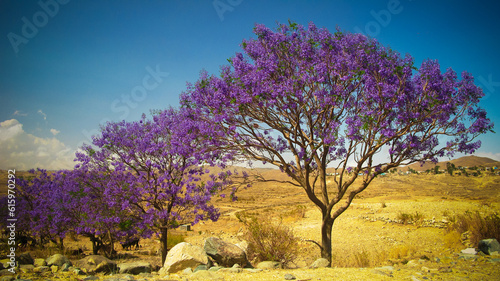 alley of Jacaranda trees at Filfil national park, at Eritrea