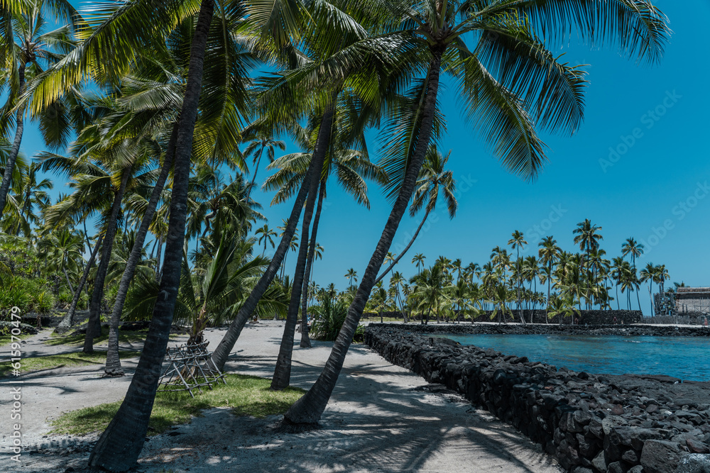 Obraz premium The coconut tree (Cocos nucifera) is a member of the palm tree family (Arecaceae) and the only living species of the genus Cocos. Big island, Pu'uhonua O Honaunau National Historical Park.