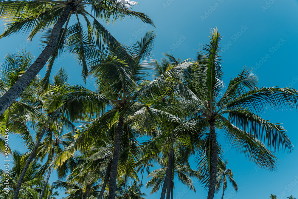 The coconut tree (Cocos nucifera) is a member of the palm tree family (Arecaceae) and the only living species of the genus Cocos. Big island, Pu'uhonua O Honaunau National Historical Park. 