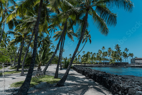 The coconut tree  Cocos nucifera  is a member of the palm tree family  Arecaceae  and the only living species of the genus Cocos. Big island  Pu uhonua O Honaunau National Historical Park. 