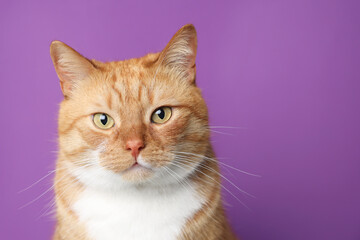Cute ginger cat on purple background, space for text. Adorable pet