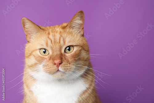 Fotografering Cute ginger cat on purple background, space for text