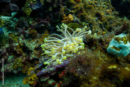 small condylactis gigantea in a coral reef