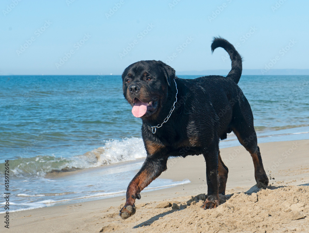 purebred rottweiler walking on the sand in summer purebred rottweiler walking on the sand in summer