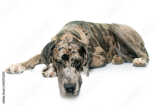 Foto Great Dane in front of white background