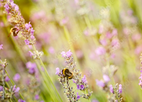 Floral background. Lavender flowers in nature with sunlight beams. Bokeh background © Designpics