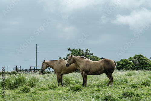 Horses in pasture, South Point Road, Big island, Hawaii