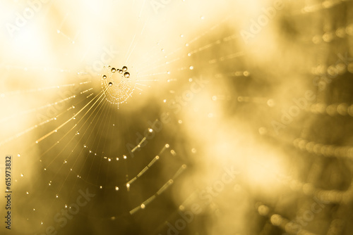 Spiderweb with Dew Drops in the Sunny Morning Forest. Close up photo of Cobweb.