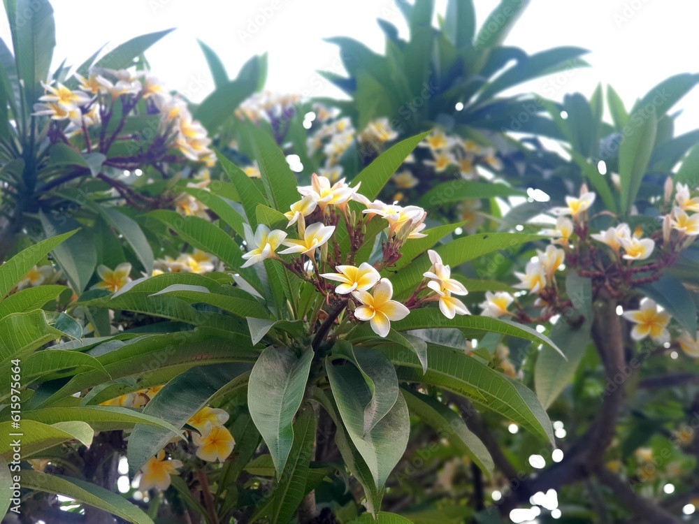 Obraz premium flowers in the garden