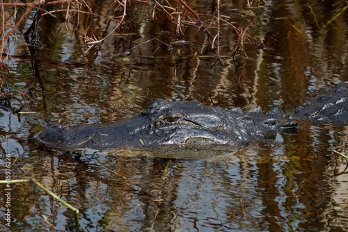 alligator in the swamp