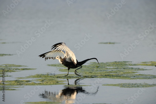 Pheasant-tailed jacana (Hydrophasianus chirurgus) in Japan photo