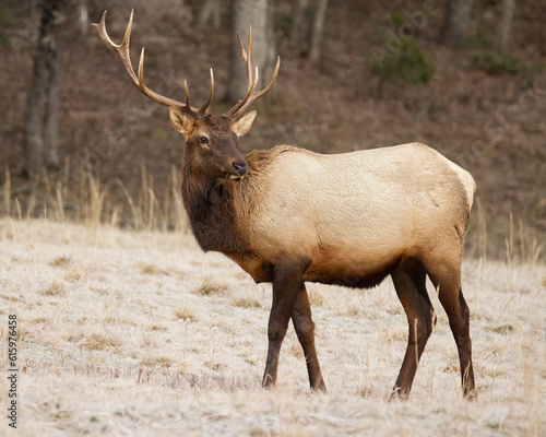 Fototapeta Naklejka Na Ścianę i Meble -  Bull Elk