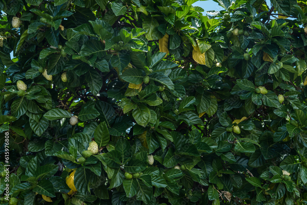 Morinda citrifolia is a fruit-bearing tree in the coffee family, Rubiaceae.great morinda, Indian mulberry, noni, beach mulberry, vomit fruit, awl tree and cheese fruit. Big island, Pu'uhonua O Honauna