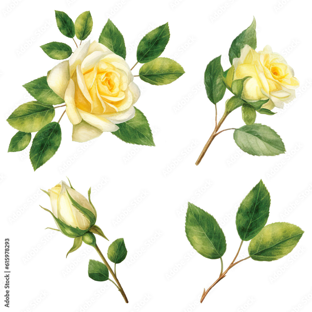 how beautiful set of rose with leaves in watercolor