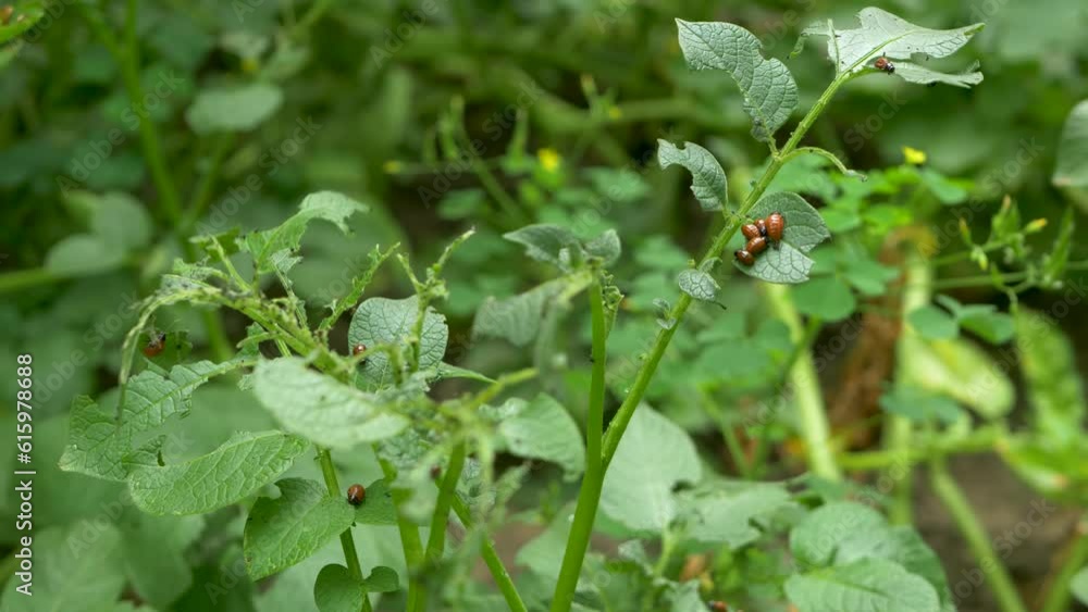 Striped ten-lined potato beetle, vermin in vegetable agricultural field. Instar stage of larvae Striped ten-lined potato beetle, vermin in vegetable agricultural field. Instar stage of larvae