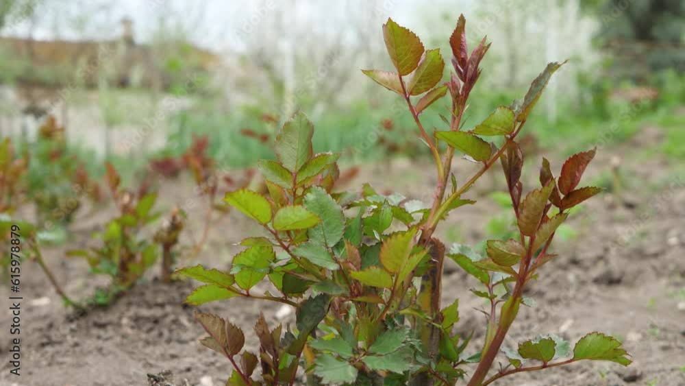 Rose bush care in bed garden. New leaves receive sunlight at spring