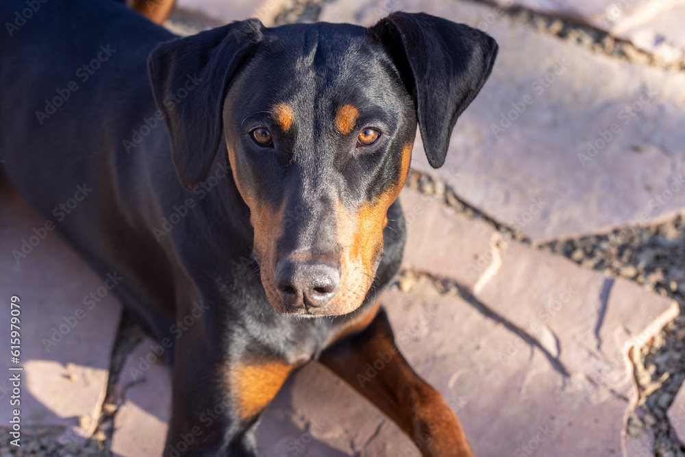 Eight month old Doberman puppy on a flastone patio in Arizona Eight month old Doberman puppy on a flastone patio in Arizona
