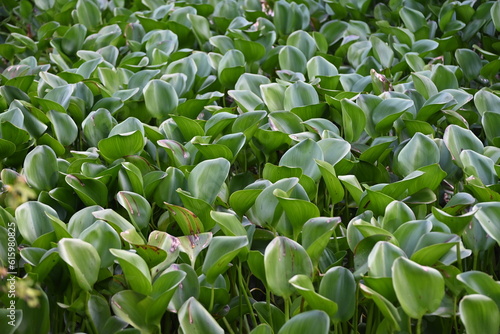 Pontederia crassipes, formerly Eichornia crassipes, commonly known as common water hyacinth is an aquatic plant  photo