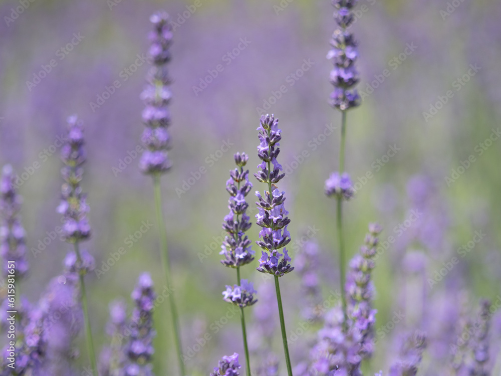 ラベンダーの花畑