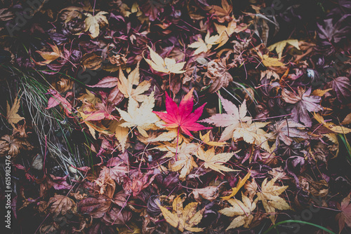 紅葉 autumn leaves foliage