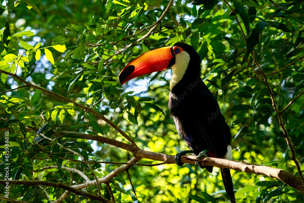 Close-up of Wild Toco Toucan near Iguazu Falls in Brazil Close-up of Wild Toco Toucan near Iguazu Falls in Brazil