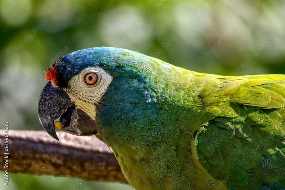 Naklejka premium Close-up of Blue-green parrot near Iguazu Falls in Brazil