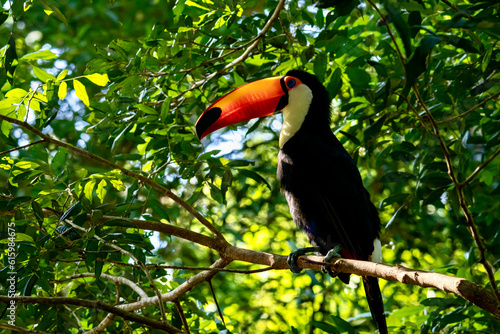 Close-up of Wild Toco Toucan near Iguazu Falls in Brazil