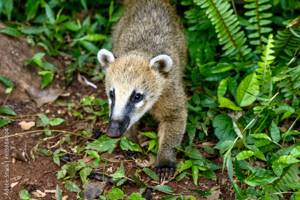 South American coati near Iguazu Falls in Brazil South American coati near Iguazu Falls in Brazil