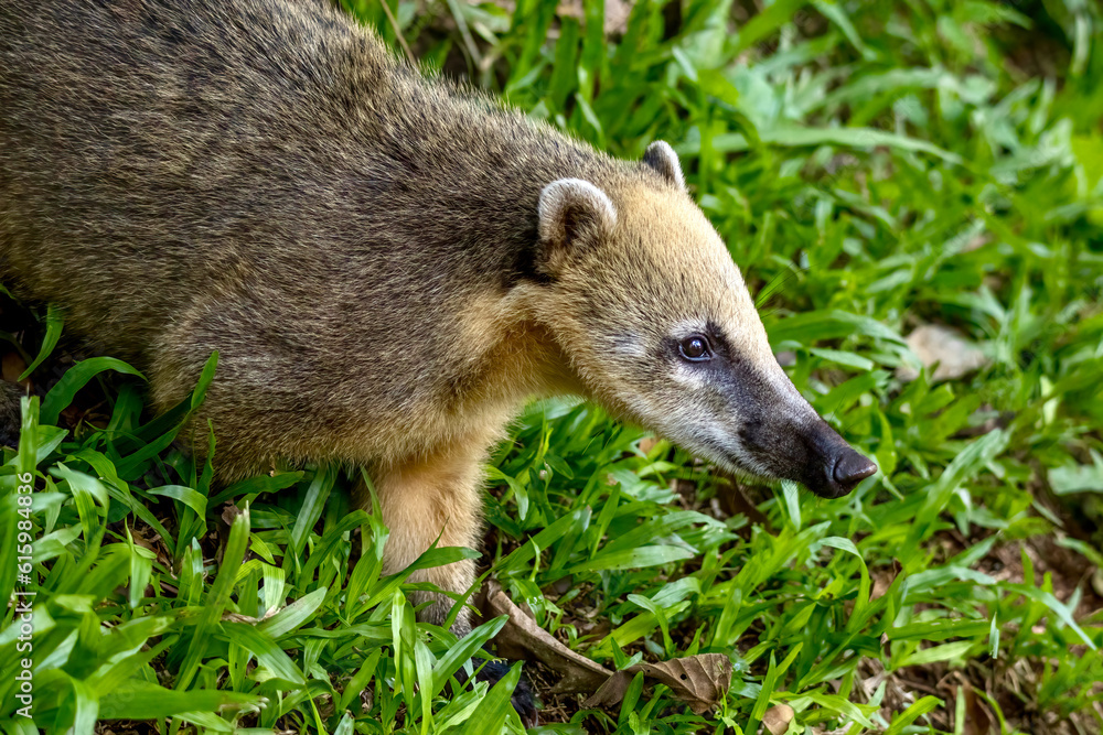 South American coati near Iguazu Falls in Brazil South American coati near Iguazu Falls in Brazil