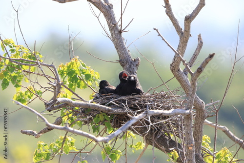 Carrion crow (Corvus corone orientalis) nesting in Japan