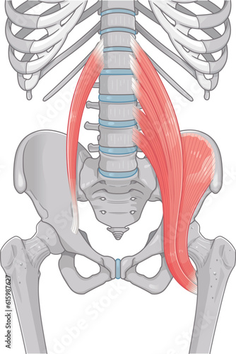 腸腰筋、骨盤周辺の筋肉、大腰筋、小腰筋、腸骨筋のタグ
