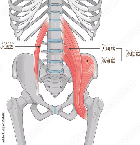 腸腰筋、骨盤周辺の筋肉、大腰筋、小腰筋、腸骨筋のタグ photo