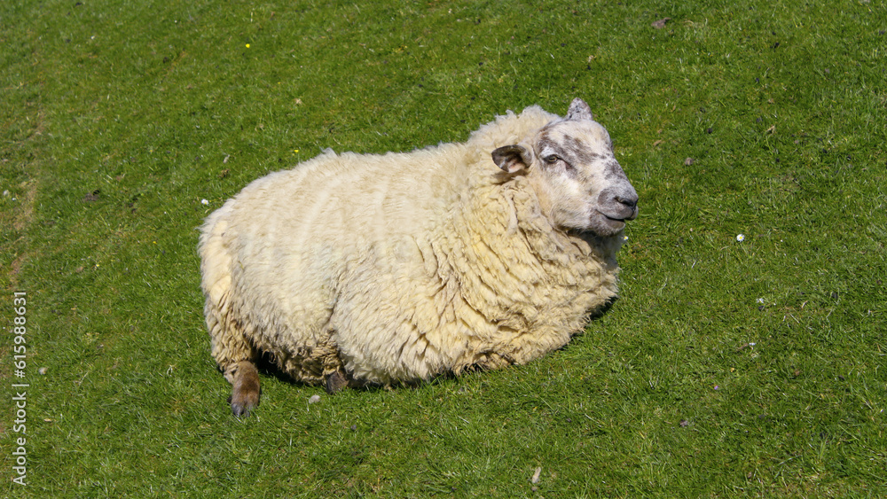 Obraz premium sheep in a meadow