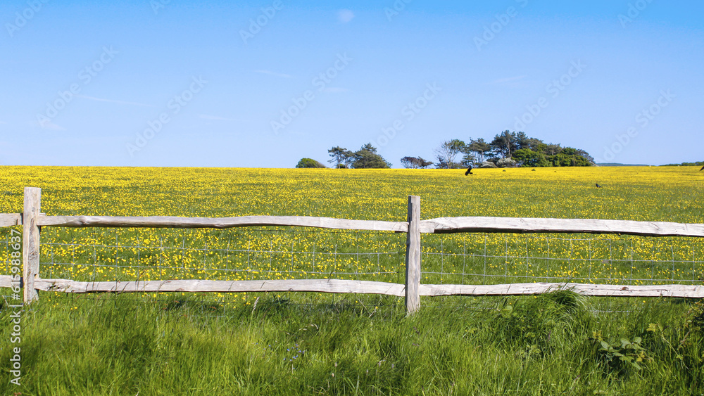 Fototapeta premium fence and field