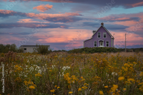 Beautiful purple house in a yellow field full of flowers during sunset hour.