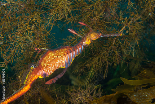 Weedy Sea Dragon