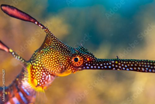 Weedy Sea Dragon