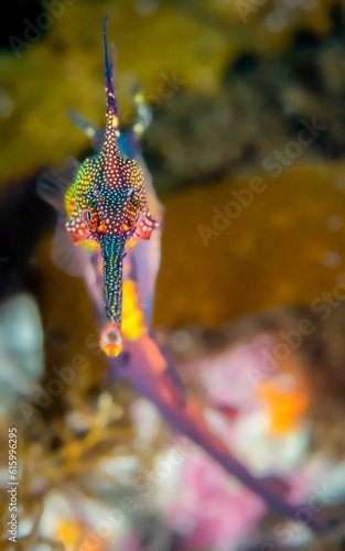 Weedy Sea Dragon