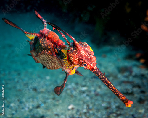 Weedy Sea Dragon