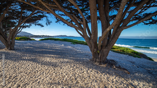 Monterey Cypress Trees on Carmel Beach   Carmel-By-The-Sea  California  USA