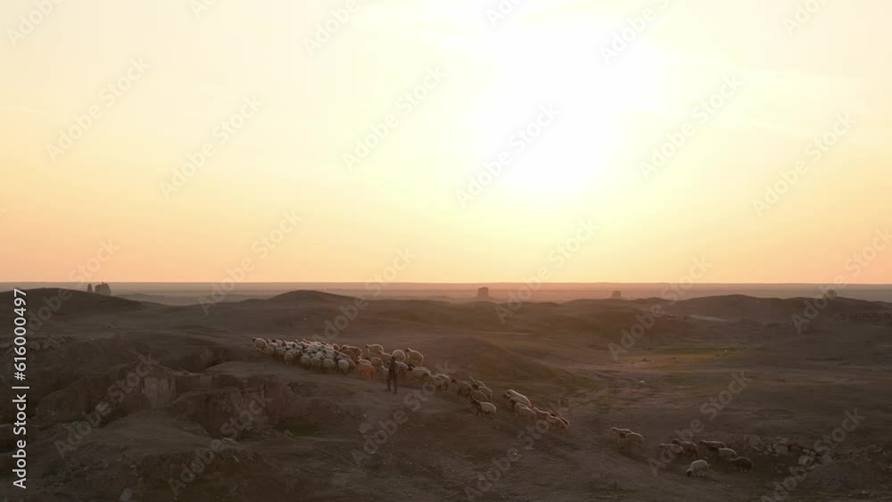 Shepherd with flock of sheep at sunset in Hatra Ruins region, Iraq. Sky for copy space Shepherd with flock of sheep at sunset in Hatra Ruins region, Iraq. Sky for copy space