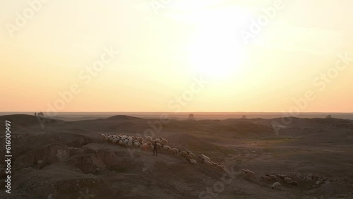 Shepherd with flock of sheep at sunset in Hatra Ruins region, Iraq. Sky for copy space photo
