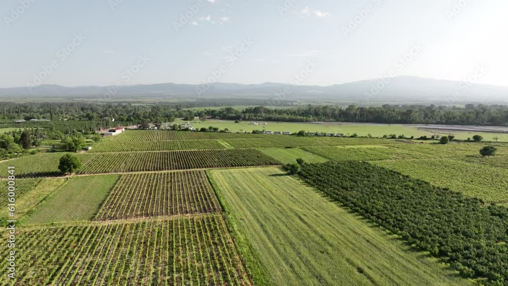 Aerial flight over beautiful vineyard landscape in Kvareli, Georgia Aerial flight over beautiful vineyard landscape in Kvareli, Georgia