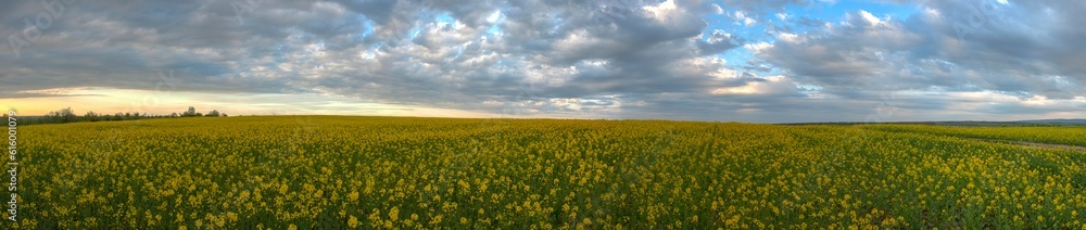Evening view of summer rapeseed yellow field after rain, cloudy sky before sunset with panoramic view of rural hills. Natural seasonal, weather, climate.Стиль HDR.