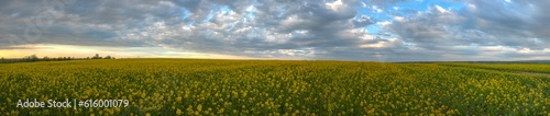 Evening view of summer rapeseed yellow field after rain  cloudy sky before sunset with panoramic view of rural hills. Natural seasonal  weather  climate.           HDR.