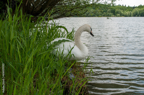 White swan onlake shore. Swan on beach. Swan on shore photo